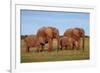 African Elephants-Peter Chadwick-Framed Photographic Print