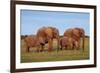 African Elephants-Peter Chadwick-Framed Photographic Print