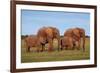 African Elephants-Peter Chadwick-Framed Photographic Print