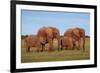 African Elephants-Peter Chadwick-Framed Photographic Print