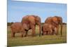 African Elephants-Peter Chadwick-Mounted Photographic Print