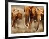 African Elephants-Martin Harvey-Framed Photographic Print