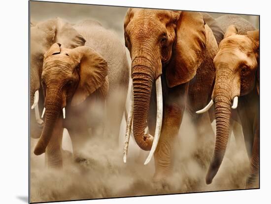 African Elephants-Martin Harvey-Mounted Photographic Print