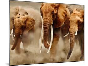 African Elephants-Martin Harvey-Mounted Photographic Print