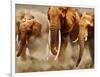 African Elephants-Martin Harvey-Framed Photographic Print