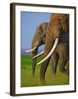 African Elephants-Martin Harvey-Framed Photographic Print