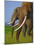 African Elephants-Martin Harvey-Mounted Photographic Print