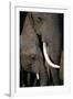 African Elephants-Paul Souders-Framed Photographic Print