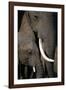 African Elephants-Paul Souders-Framed Photographic Print