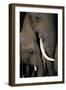 African Elephants-Paul Souders-Framed Photographic Print