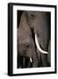 African Elephants-Paul Souders-Framed Photographic Print