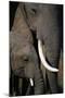 African Elephants-Paul Souders-Mounted Photographic Print