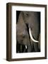 African Elephants-Paul Souders-Framed Photographic Print
