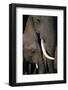 African Elephants-Paul Souders-Framed Photographic Print