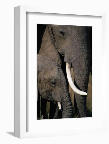 African Elephants-Paul Souders-Framed Photographic Print