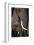 African Elephants-Paul Souders-Framed Photographic Print