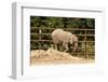 African Elephants-Veneratio-Framed Photographic Print