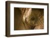 African Elephants-Veneratio-Framed Photographic Print