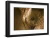 African Elephants-Veneratio-Framed Photographic Print