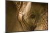 African Elephants-Veneratio-Mounted Photographic Print
