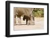 African Elephants-Veneratio-Framed Photographic Print