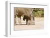 African Elephants-Veneratio-Framed Photographic Print