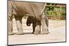 African Elephants-Veneratio-Mounted Photographic Print