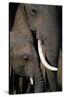 African Elephants-Paul Souders-Stretched Canvas