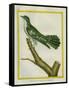 African Emerald Cuckoo-Georges-Louis Buffon-Framed Stretched Canvas