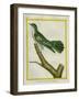 African Emerald Cuckoo-Georges-Louis Buffon-Framed Giclee Print