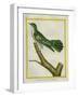 African Emerald Cuckoo-Georges-Louis Buffon-Framed Giclee Print