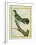 African Emerald Cuckoo-Georges-Louis Buffon-Framed Giclee Print