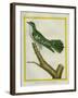 African Emerald Cuckoo-Georges-Louis Buffon-Framed Giclee Print