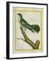 African Emerald Cuckoo-Georges-Louis Buffon-Framed Giclee Print