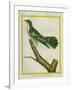 African Emerald Cuckoo-Georges-Louis Buffon-Framed Giclee Print