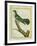African Emerald Cuckoo-Georges-Louis Buffon-Framed Giclee Print