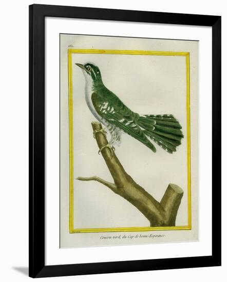 African Emerald Cuckoo-Georges-Louis Buffon-Framed Giclee Print