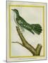 African Emerald Cuckoo-Georges-Louis Buffon-Mounted Giclee Print