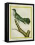 African Emerald Cuckoo-Georges-Louis Buffon-Framed Stretched Canvas