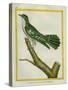 African Emerald Cuckoo-Georges-Louis Buffon-Stretched Canvas