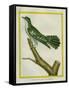 African Emerald Cuckoo-Georges-Louis Buffon-Framed Stretched Canvas
