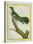 African Emerald Cuckoo-Georges-Louis Buffon-Stretched Canvas