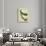 African Emerald Cuckoo-Georges-Louis Buffon-Giclee Print displayed on a wall