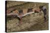 African Fat Tail Gecko-Joe McDonald-Stretched Canvas