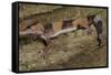African Fat Tail Gecko-Joe McDonald-Framed Stretched Canvas