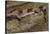 African Fat Tail Gecko-Joe McDonald-Stretched Canvas