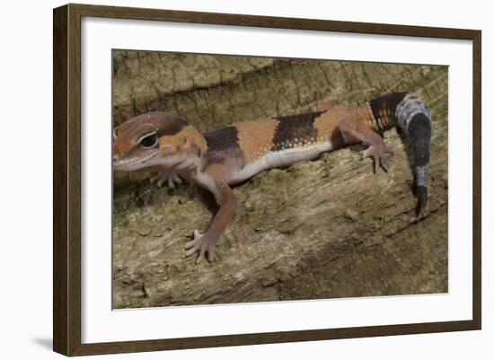 African Fat Tail Gecko-Joe McDonald-Framed Photographic Print