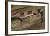 African Fat Tail Gecko-Joe McDonald-Framed Photographic Print