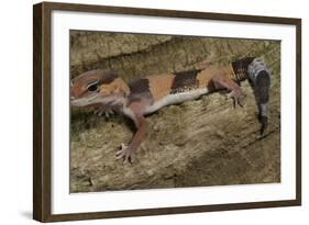 African Fat Tail Gecko-Joe McDonald-Framed Photographic Print