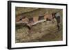 African Fat Tail Gecko-Joe McDonald-Framed Photographic Print